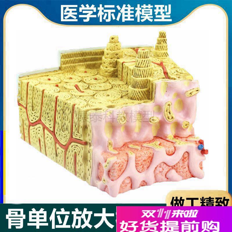 骨单位模型哈弗氏m系统长骨结构骨细胞骨髓骨组织医用骨解剖