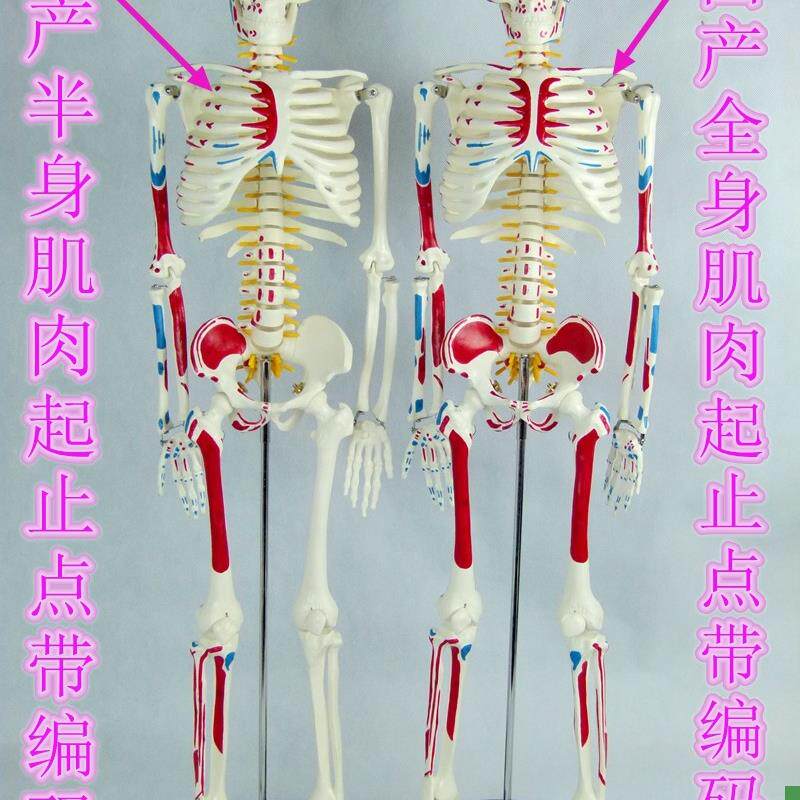 全新85CM人体骨骼模型带肌肉起止点骨架模型椎T间盘颈椎动脉血管