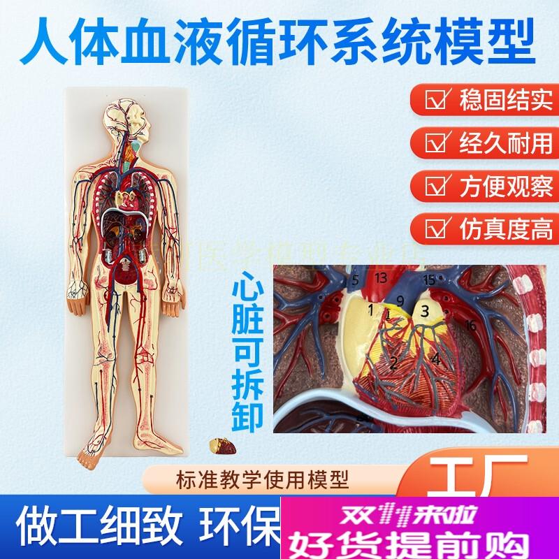 人体血液循环g系统模型体肺循环心血管介入心脏解剖动静脉神经血