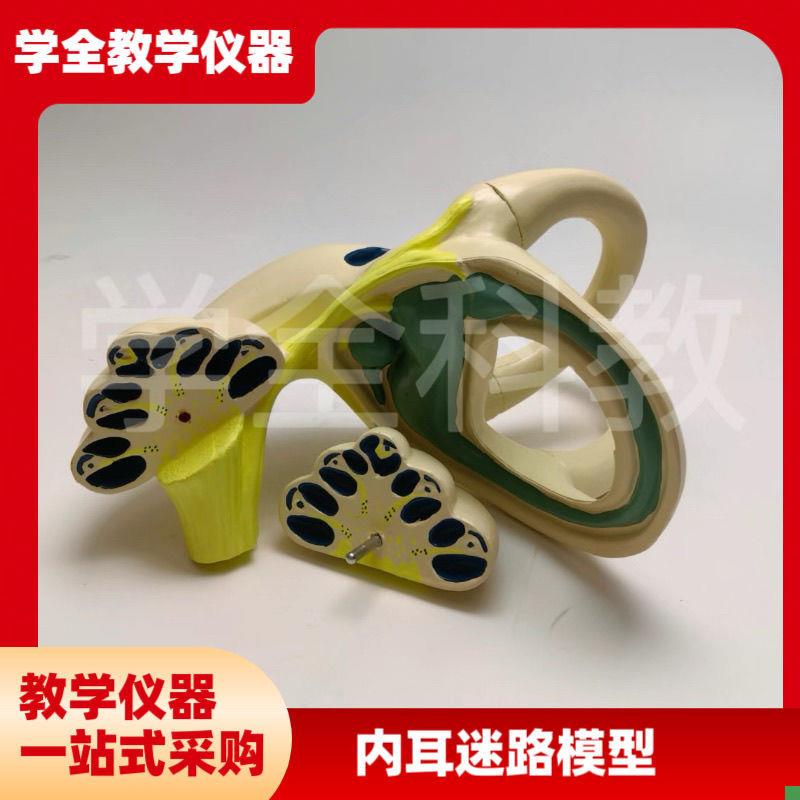 内耳迷路模型内耳解剖半r规管前庭耳蜗神经椭圆囊人体耳朵结构听