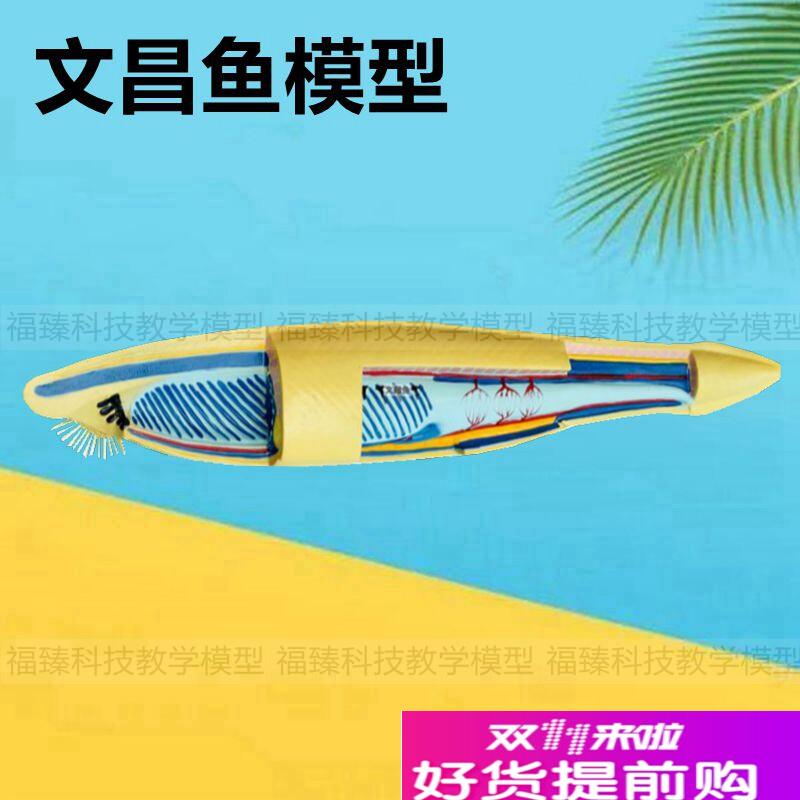 文昌鱼鱼类标本中学生物教育仪器D鱼类解剖动物水产科普展示内脏