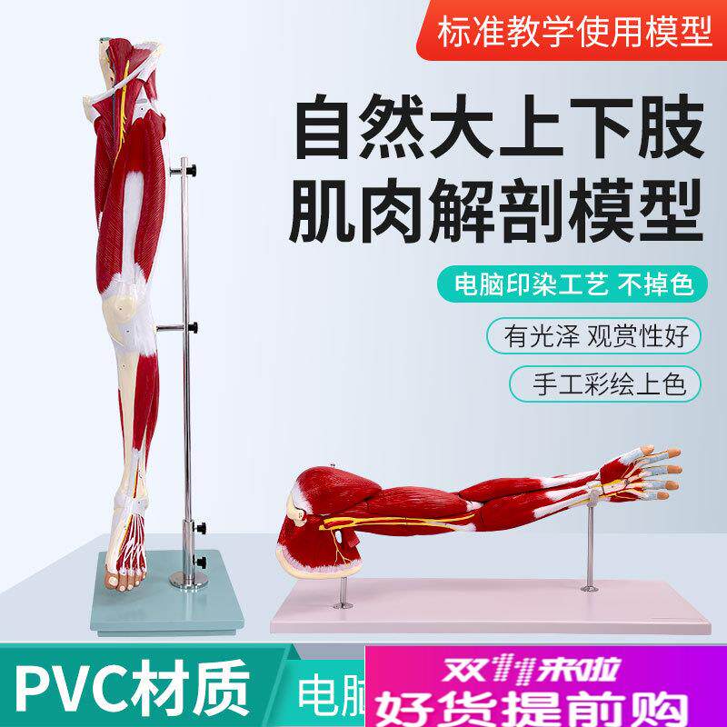 自然大上下肢肌肉附o血管神经解剖模型人体手臂肌肉构造运动系统