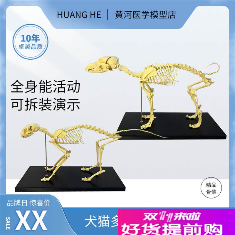 犬猫骨骼模型宠物医院摆件狗骨架兽E医学院校动物教学教具可拆装