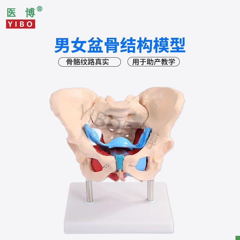 医博1:1成人男性骨盆模型成人女性骨盆骨骼模型女性骨盆带盆底肌