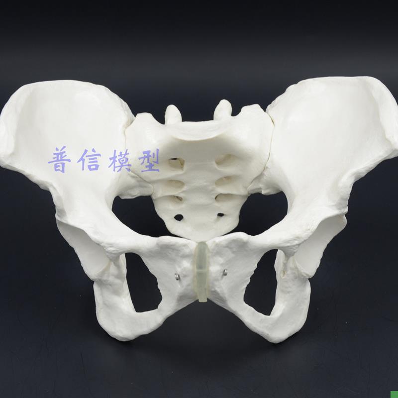 1比1女性骨盆模型髂骨坐骨耻骨演示模型盆骨W医用骨骼模型