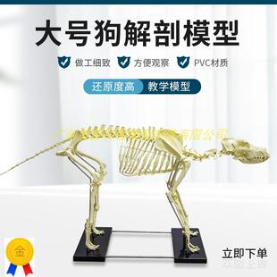 犬骨骼模型仿真大型成年狗骨架标本狗头宠物兽医畜牧动物解剖大号