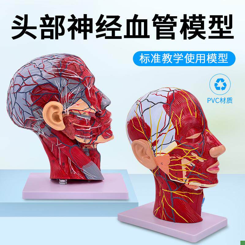 人体脸面部肌肉血管神经解剖模型头部矢J状切面美容微整形医用美