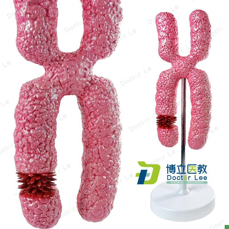 X染色体模型医学细胞p器模型减数分裂中学生物教学实验教具模型