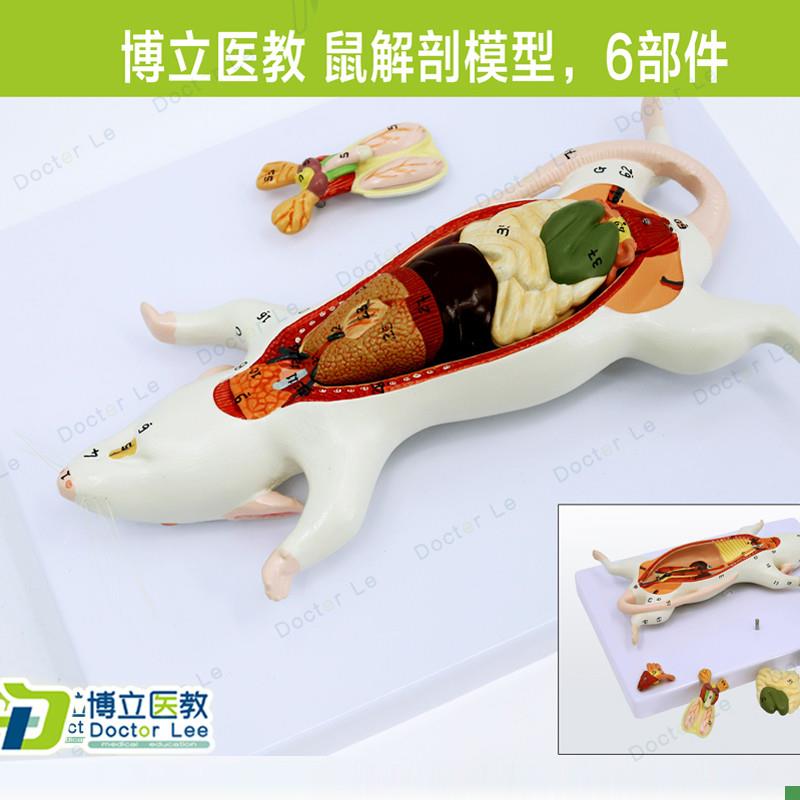 教学仿真老鼠标本老鼠解剖模型老鼠拼装益智玩具动U物解剖生物教