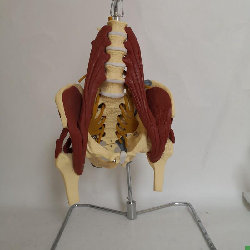 人体腰椎带肌肉神经骨骼模型盆骨骶骨股骨产妇盆X底肌修复演示