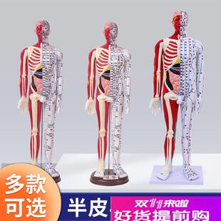 6085cm人体针灸穴位s模型半肌肉骨骼内脏中医十二经络图解剖模特