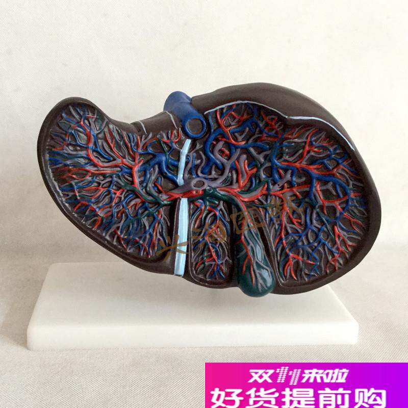 肝胆模型肝解剖模型人体肝脏血管肝胆结构造胆囊胆V管展示教学医