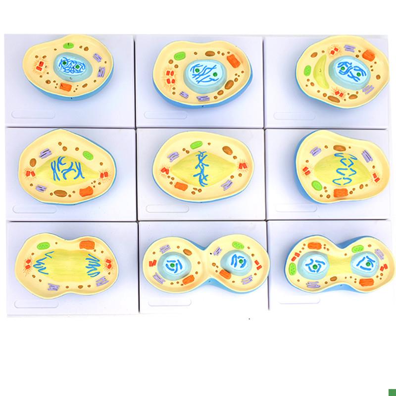 ENOVO颐e诺细胞有丝分裂模型9部件核模核仁染色体细胞质纺锤丝细