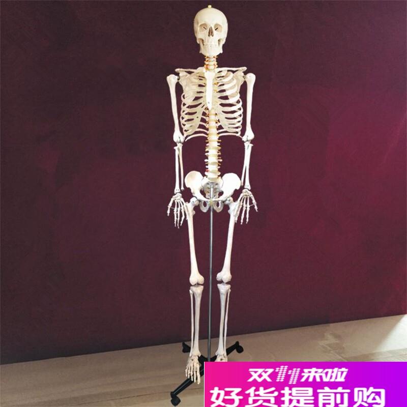 成人骨骼模型f176cm高人体仿真骨架关节活动医用教学美术四肢可拆