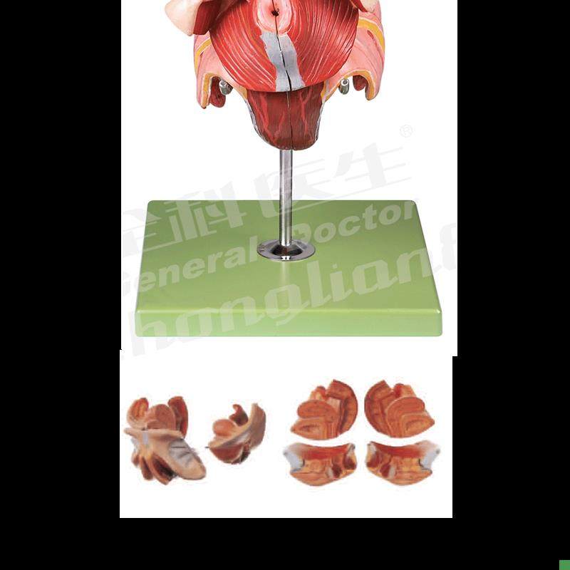 女性生殖器官结构模型/解剖模型WA15105