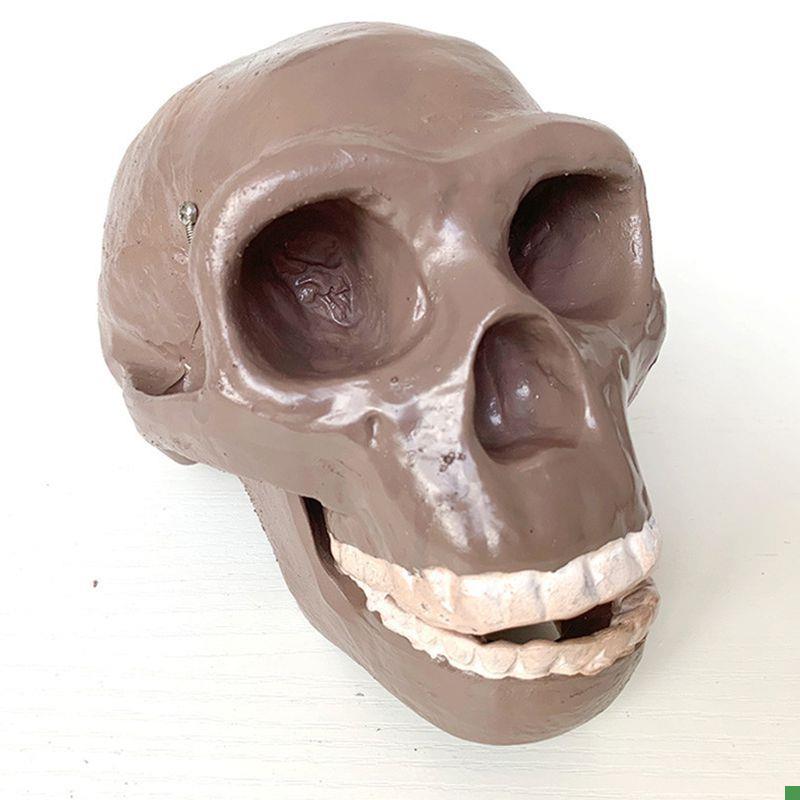 古猿人类头骨模型古代北京人颅y骨克罗门安人奥尔都文人斯蒂恩尼