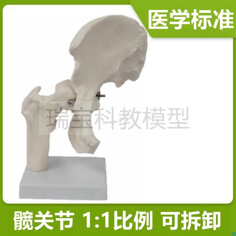 髋关节模型髂骨坐骨大腿股骨头y可活动拆卸1比1仿真骨科临床医用
