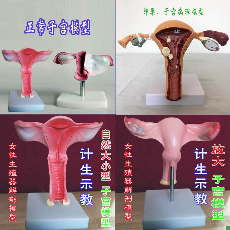 男性外生殖器解剖导尿模型女性子宫计生示教卵Q巢病理人体骨骼医