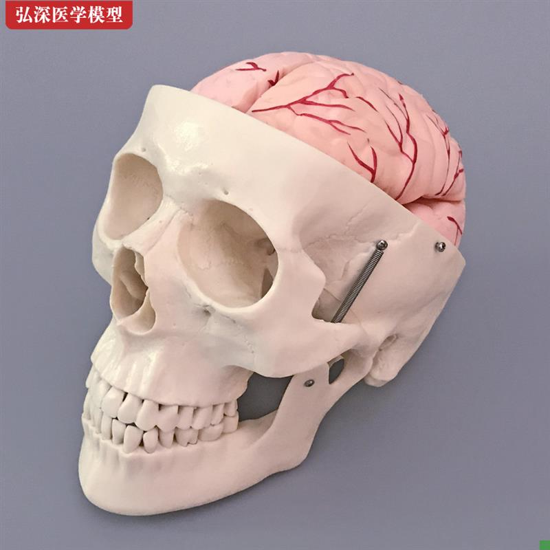 头骨模型人体骨头颅m骨骼结构造带大脑动脉骷髅头医学教学模具教