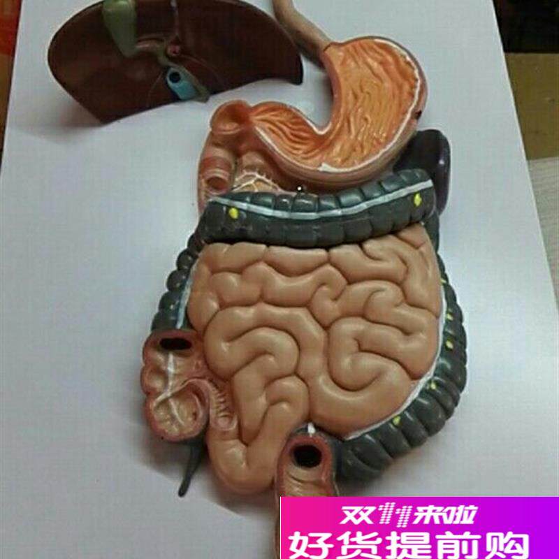 人体消化系统模型内脏解剖肝胃肠O医用教学讲解教具