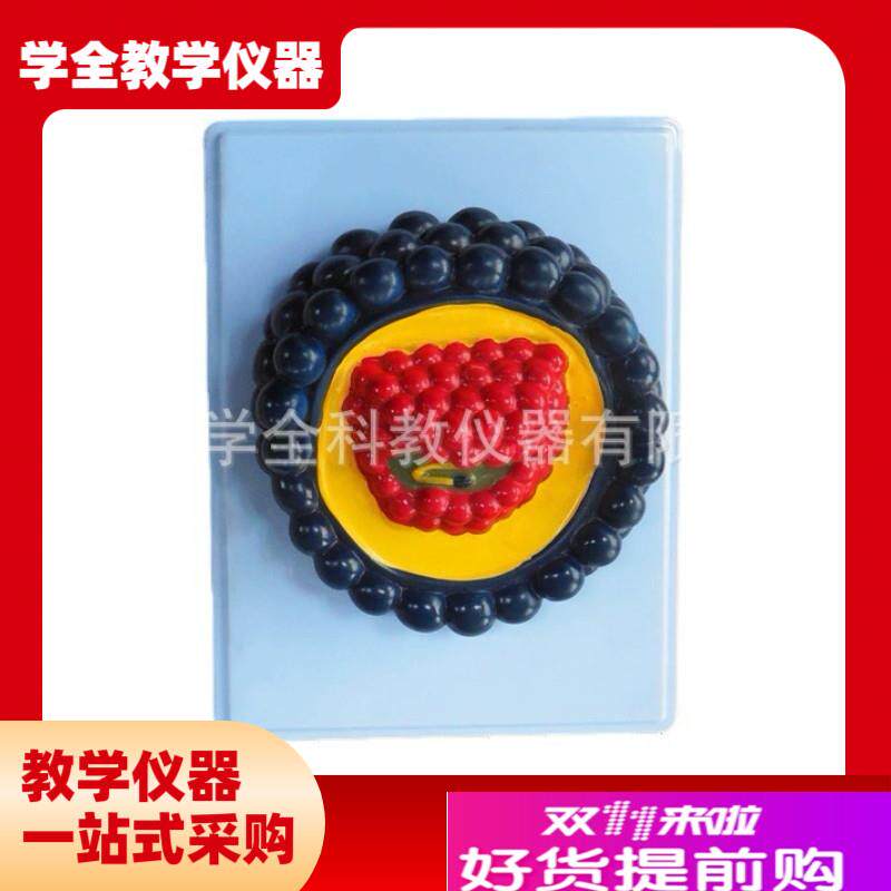 病毒模型PVC材质制作放心防A水材质安全中小学生物教学仪器模型