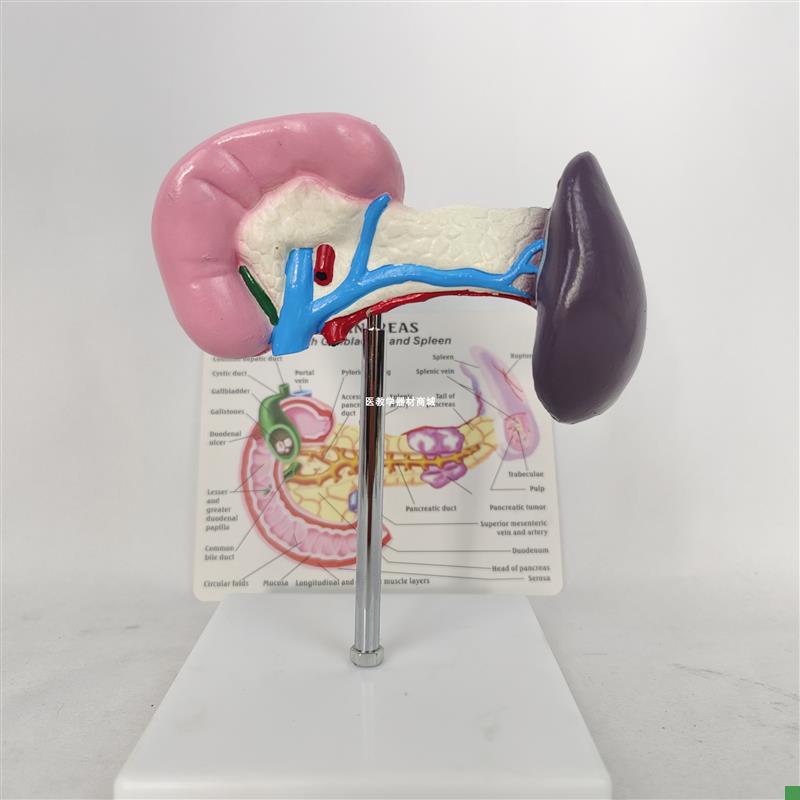 人体一比一健康脾脏胰腺胰脏模型人类内脏器官解剖演Z示医学用具