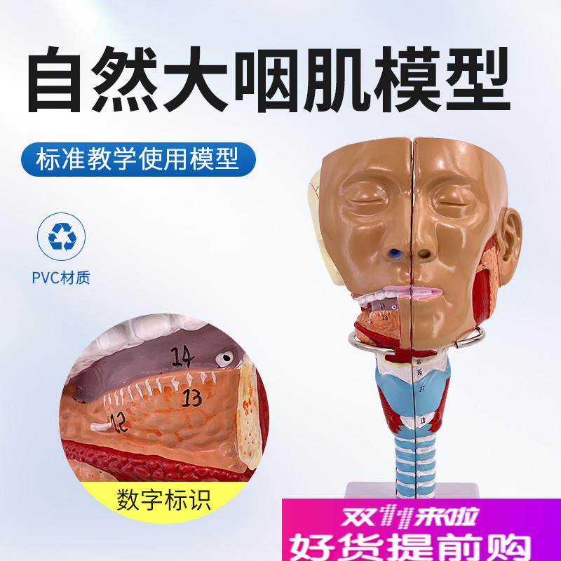 咽模型喉解c剖模型人体咽喉模型口鼻子鼻腔模型舌肌咽肌解剖模型