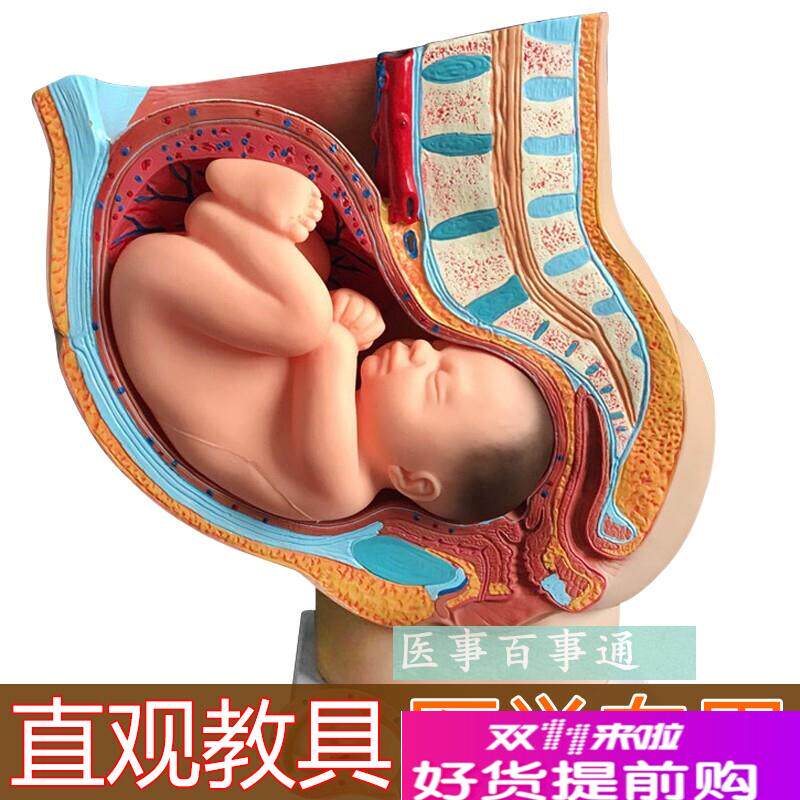 骨盆含妊娠九个月胎儿模具/u女性矢状解剖九个月/怀孕胎儿模型40