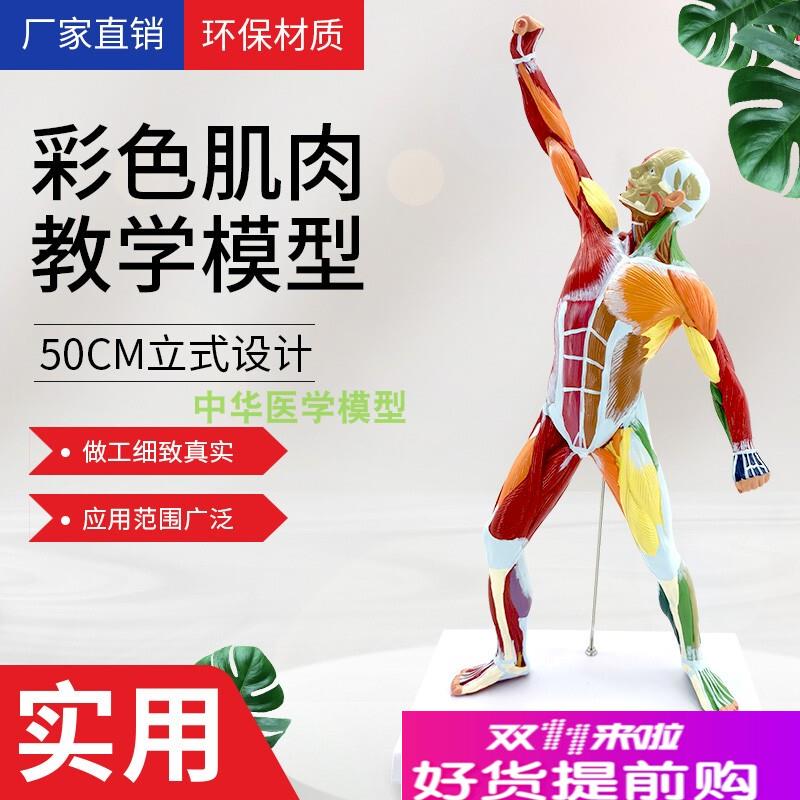 50CM肌肉人解剖模型美术艺术模特医学彩色人体全U身肌肉运动结构