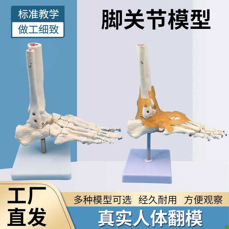 脚关节模型脚骨模型脚部骨骼构y造模型足部踝关节腓骨趾骨结构教