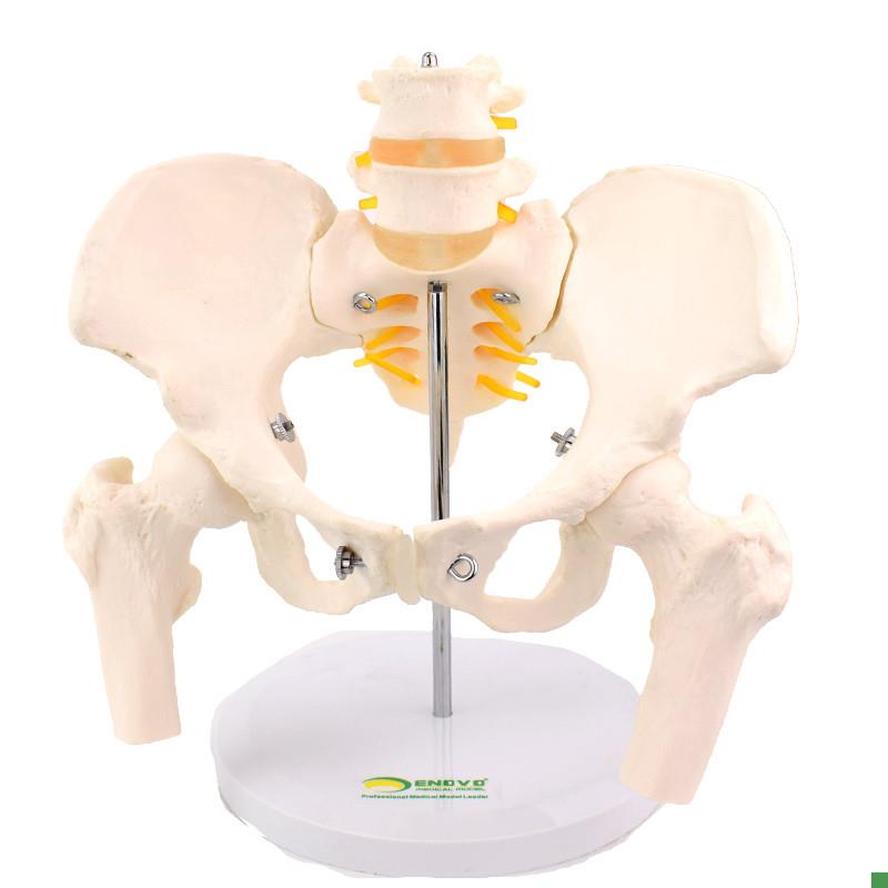 ENOVO颐诺女性骨盆康复矫正模型骨盆前倾后倾侧倾V左右旋转髋骨盆