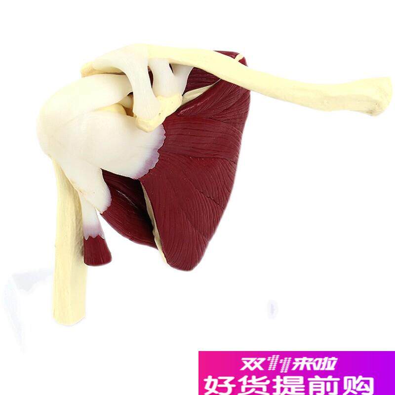 颐诺ENOVO肩袖肌群模型人体肩关节附肌肉模Q型盂肱关节肩锁关节