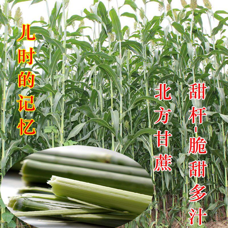 老品种甜杆种子北方甘蔗甜高粱籽甜芦栗甜秫秸可酿酒脆甜多汁种孑