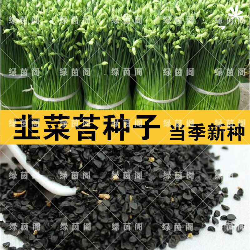 中华苔韭四季韭菜苔种子韭菜花紫多年采菜园盆栽春夏秋季蔬菜种孑