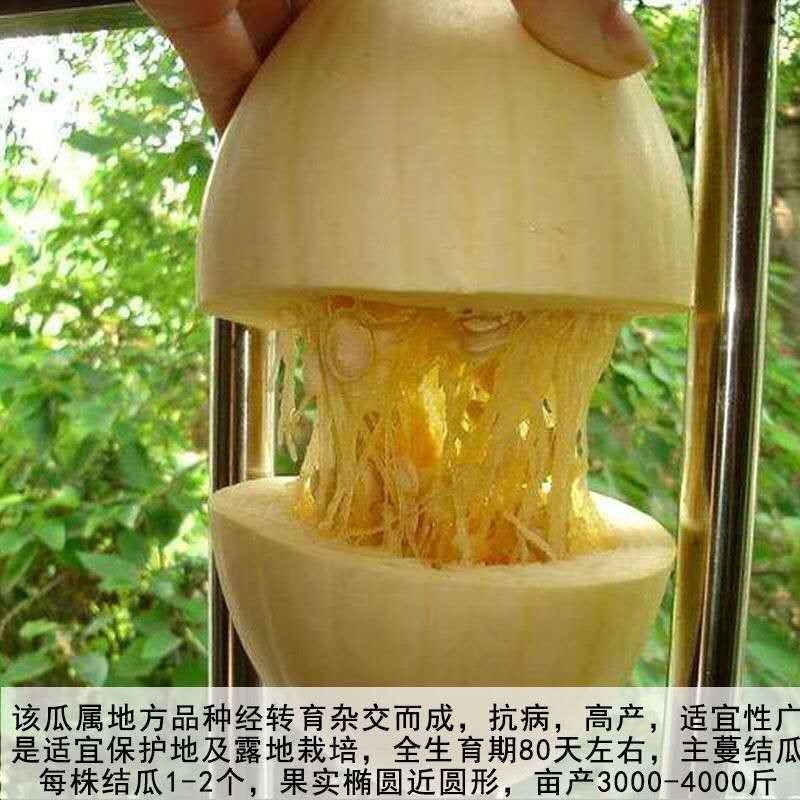 新品农家蔬菜种子金丝绞瓜粉丝瓜泗县搅瓜鱼翅瓜籽四季播春秋种孑