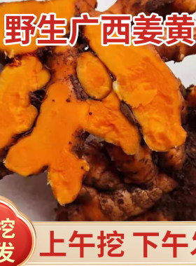 广西新鲜土姜黄有效成分含量高