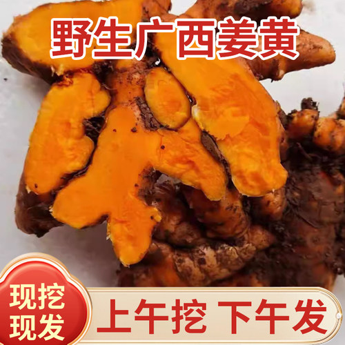 广西新鲜土姜黄有效成分含量高