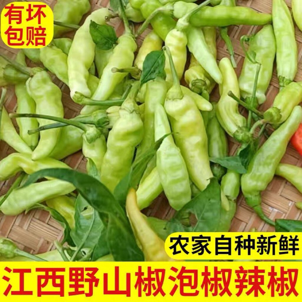 江西朝天椒新鲜小米辣特辣小米椒赣州野山椒赣南小皱皮秋指天椒王