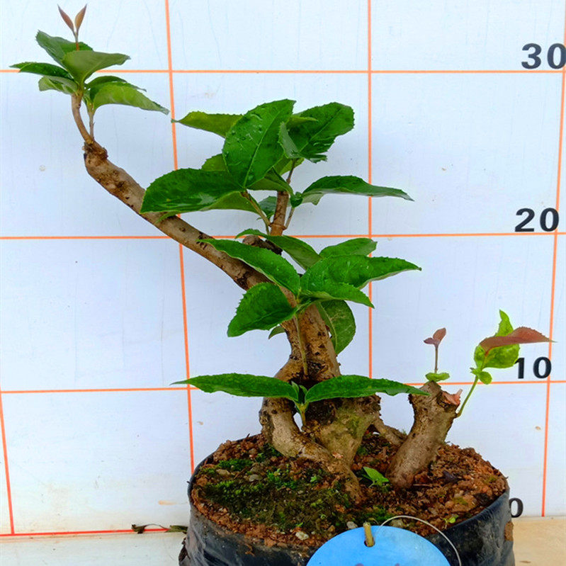室内栽金桂花树老桩盆景耐阴绿植矮霸小中药苗木原生造型一物一拍