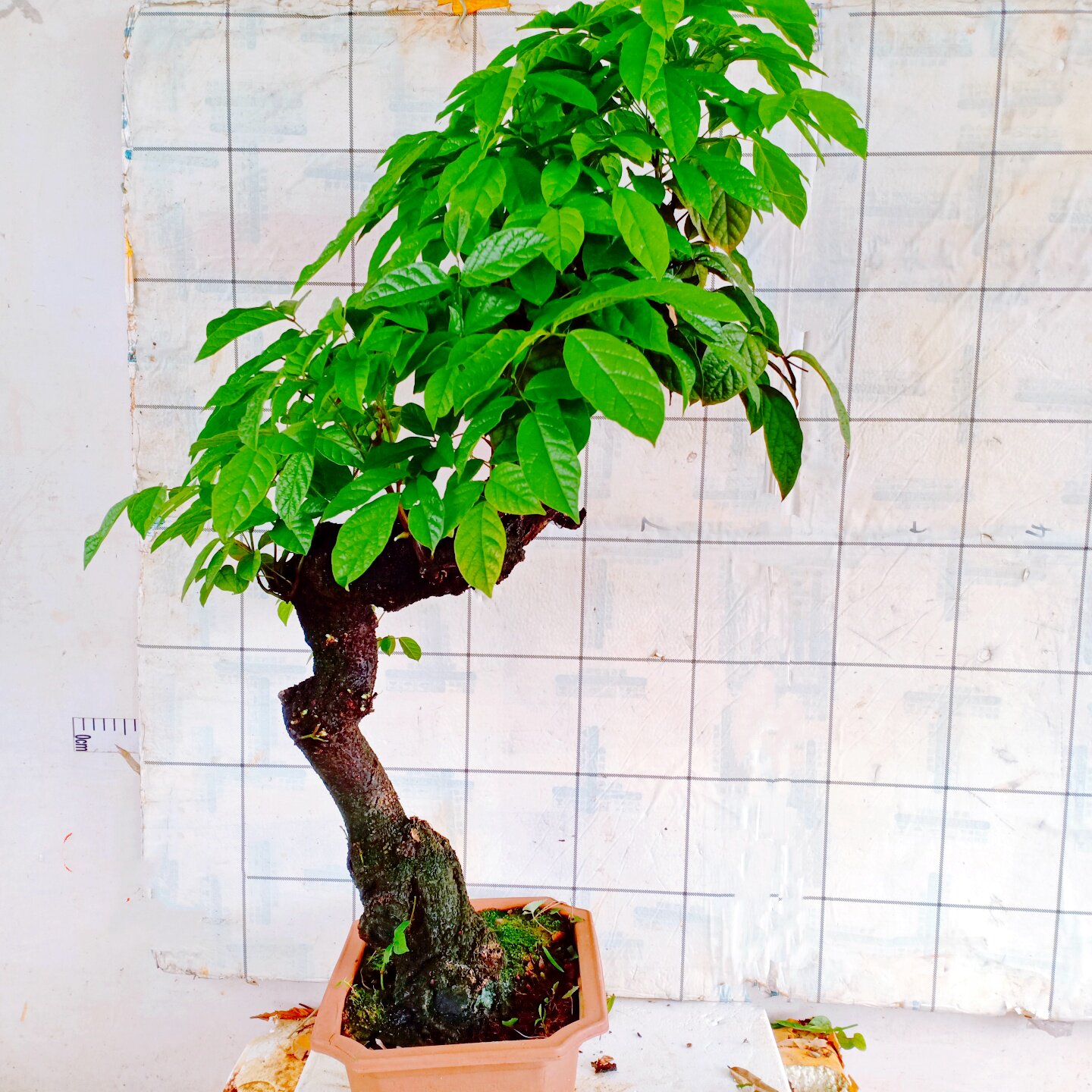 盆景鸡血藤树苗木花卉老桩一物一拍野四季栽绿植生好养名贵中药材