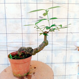 海岛栀子花老桩小叶盆景熟根苗茶室真树一物一拍栽植精品野中药材