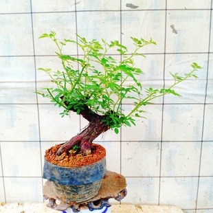 山木香老桩花卉室内植物带根艺盆景熟苗好栽活一物一拍野蔷薇砧木