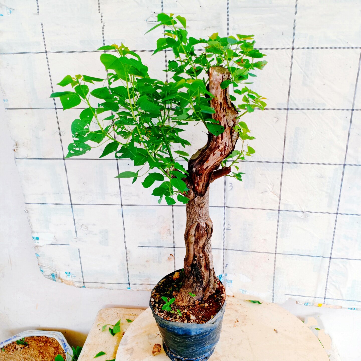 庭院乌桕树老桩造型一物一拍盆景