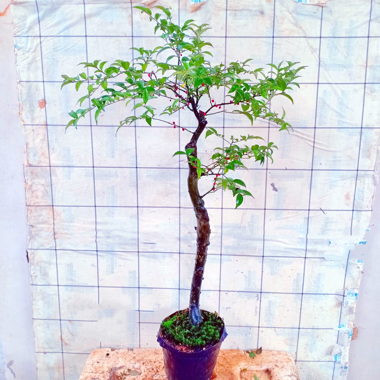 毛冬青盆景造型老桩四季室内好养