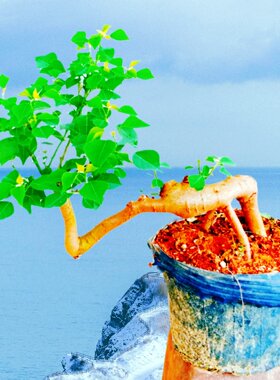 庭院乌桕树老桩造型一物一拍盆景