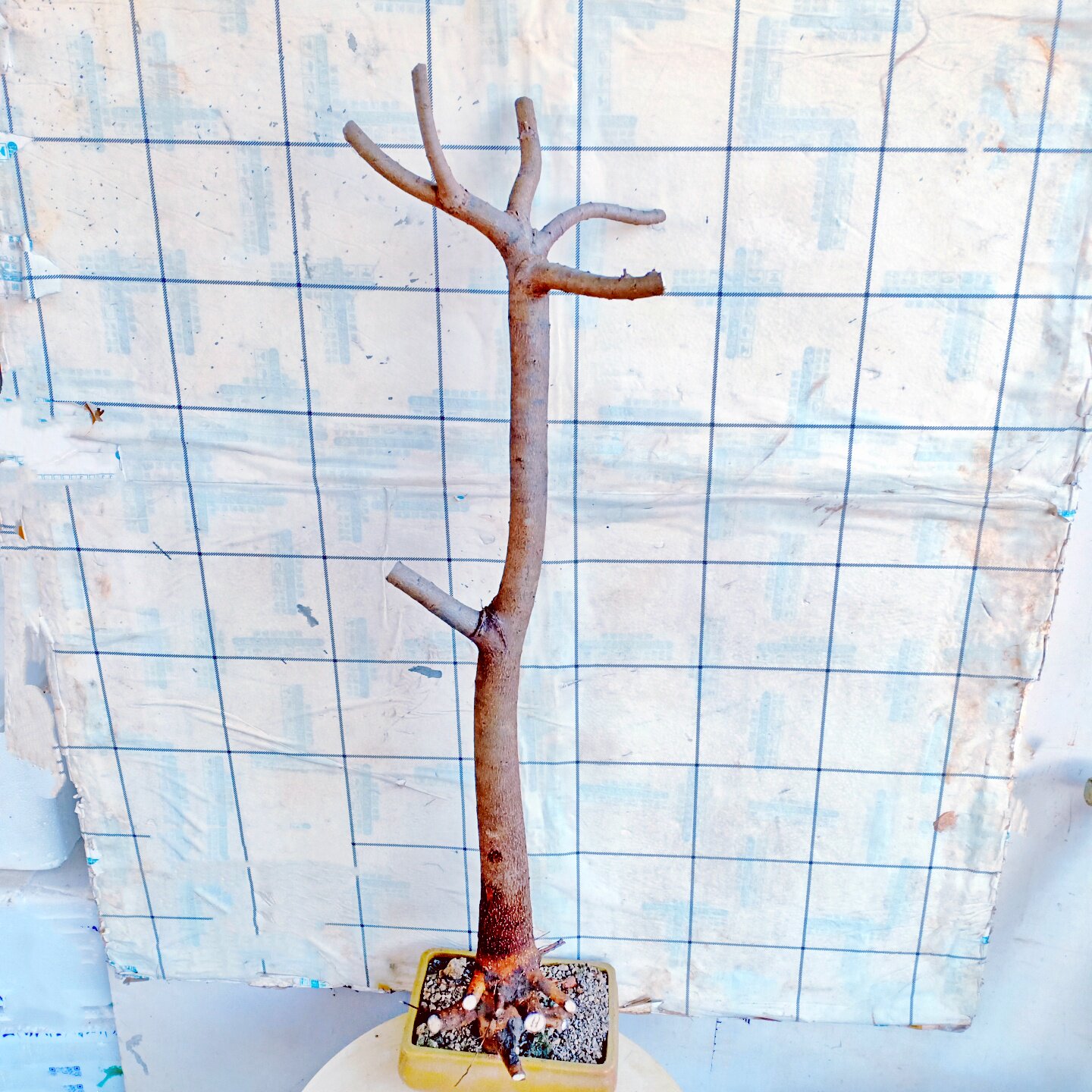 乌桕树生桩盆景素材好养易活植物