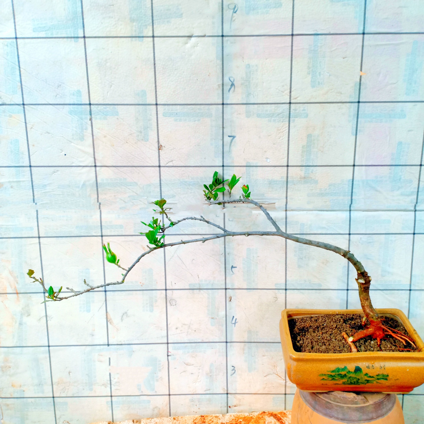 海岛栀子花老桩浓香小叶庭院造型