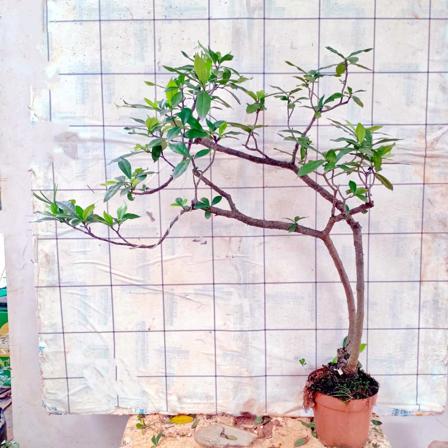 海岛栀子花老桩小盆景室内栽生