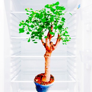 山乌桕树老桩盆景苗子耐寒庭院栽植原生矮化造型一物一拍中草药材