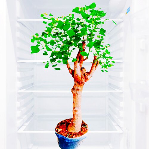 乌桕树老桩盆景庭院栽植大苗